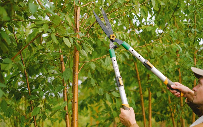 Tree trimming in Holdrege, NE